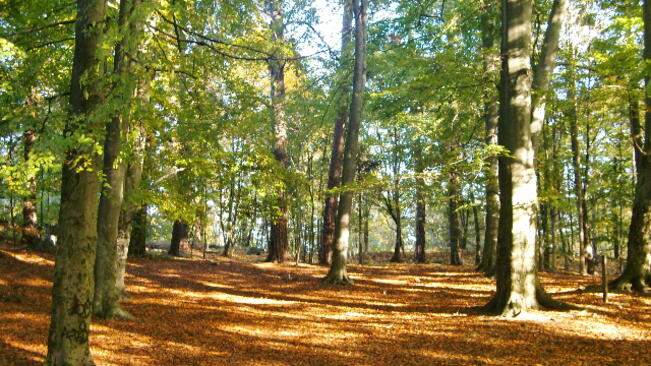 ОСС ще решават по места