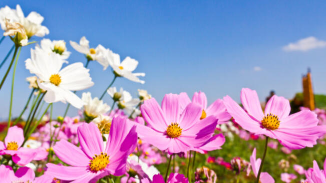 Очаква ни слънчев съботен ден 