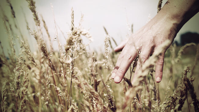 Жътвата на пшеница в Плевенско е почти на финала