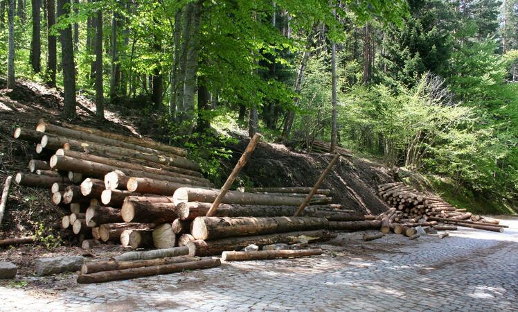 Незаконна дървесина задържаха в Ловешко
